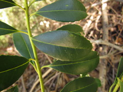 Ilex dumosa