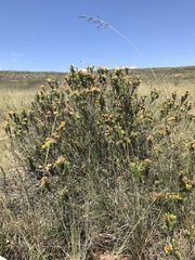 Helichrysum trilineatum