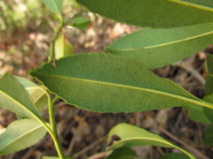 Ilex dumosa