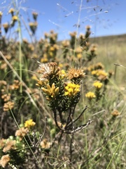 Helichrysum trilineatum