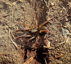 Trochosa terricola