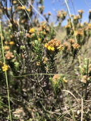 Helichrysum trilineatum