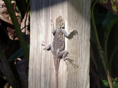 Agama picticauda image