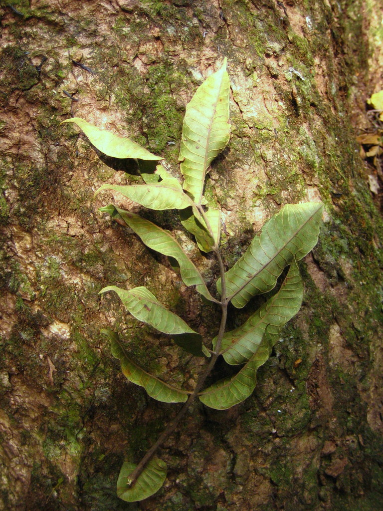 African Elemi