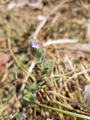 Nelsonia canescens image