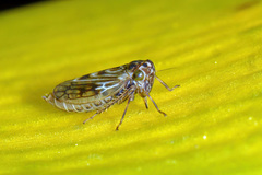 Agallia consobrina