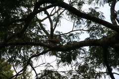 Streptopelia decaocto