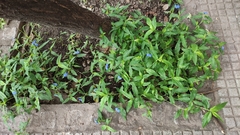 Commelina erecta
