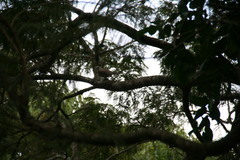 Streptopelia decaocto