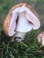 Agaricus micromegethus image