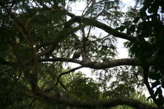 Streptopelia decaocto