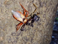 Calliclopius nigripes