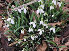 Galanthus × valentinei