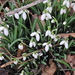 Galanthus × valentinei - Photo (c) Susan Marley, some rights reserved (CC BY), uploaded by Susan Marley