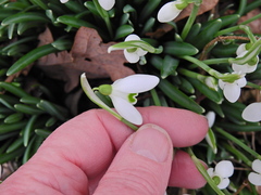 Galanthus × valentinei