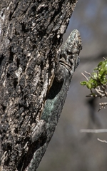 Tropidurus spinulosus