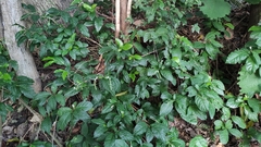 Petiveria alliacea