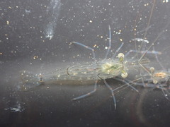 Palaemon affinis