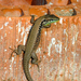Lebanon Lizard - Photo (c) Roberto Sindaco, some rights reserved (CC BY-NC-SA), uploaded by Roberto Sindaco