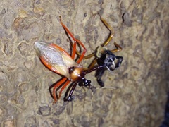 Calliclopius nigripes