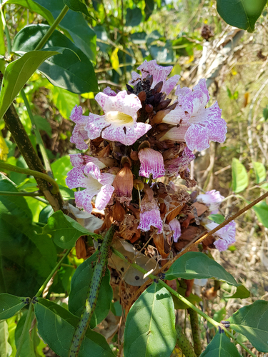 Newbouldia laevis