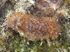 Dendrodoris guttata