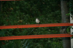 Mimus polyglottos