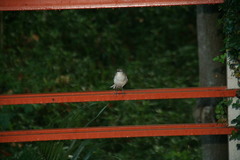 Mimus polyglottos