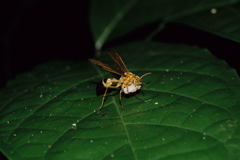 Agelaia constructor