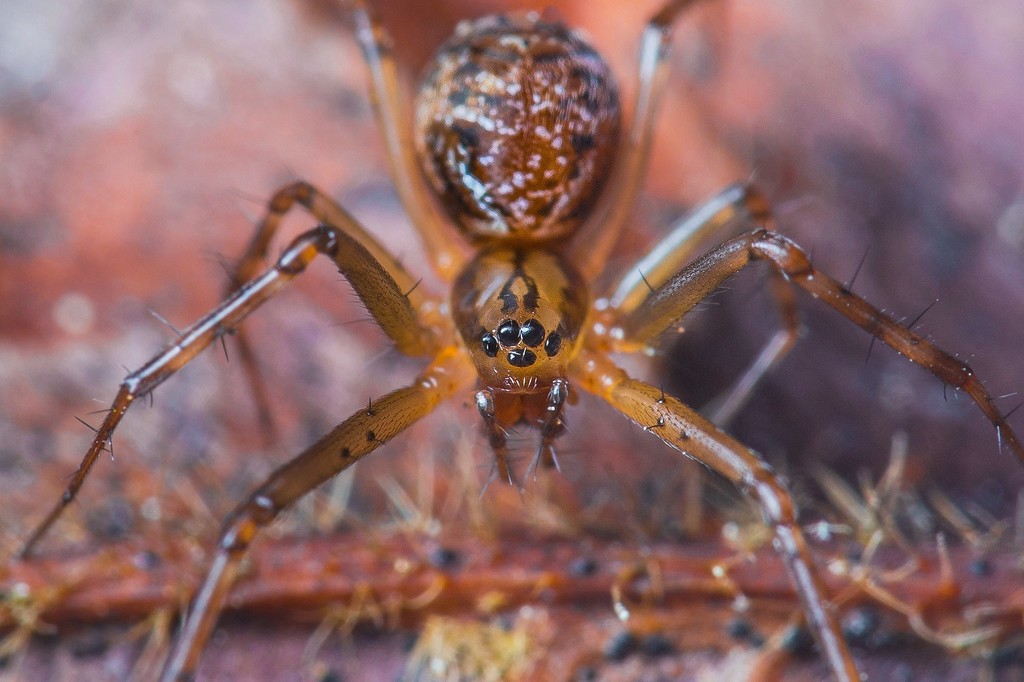 Linyphia maura