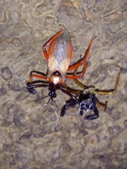 Calliclopius nigripes
