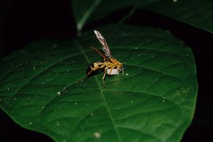 Agelaia constructor