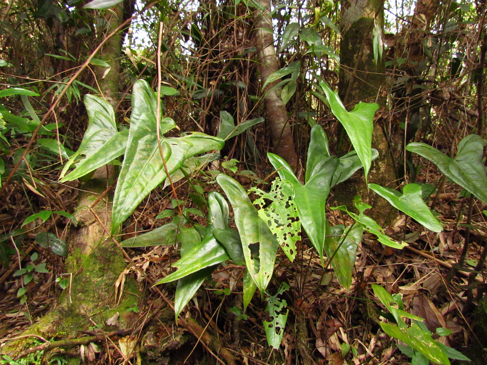 Anthurium acutum  iNaturalist
