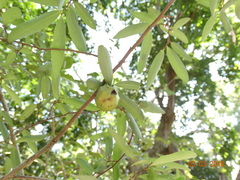 Annona globiflora