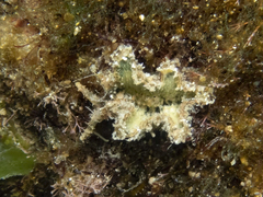Elysia tomentosa