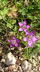 Gentianella aspera