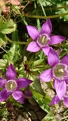 Gentianella aspera