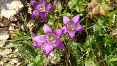 Gentianella aspera