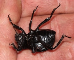 Gonopus