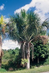 Mauritia flexuosa