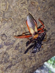 Calliclopius nigripes