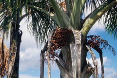 Mauritia flexuosa