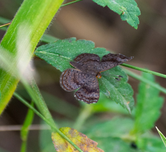 Calephelis braziliensis