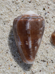 Conus purpurascens