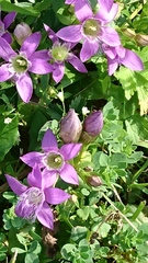 Gentianella aspera