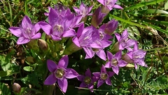 Gentianella aspera