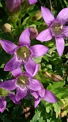 Gentianella aspera