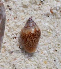 Columbella fuscata