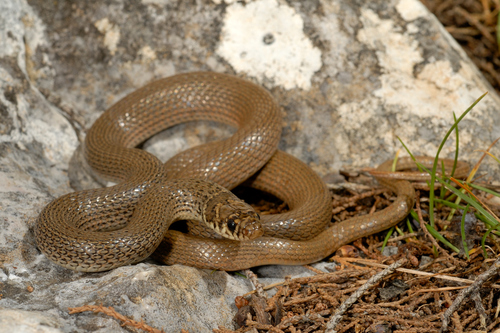 Golden-striped Dwarf Snake