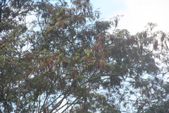 Amazona ventralis